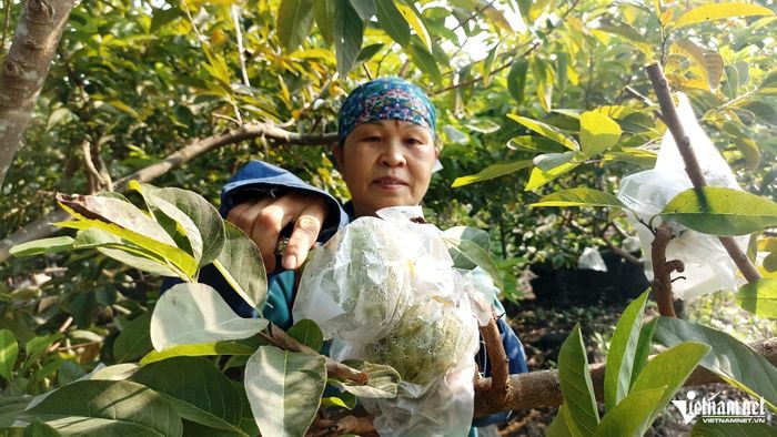 Mỗi ha na ở Phú Long cho thu hoạch hơn 10 tấn quả/năm