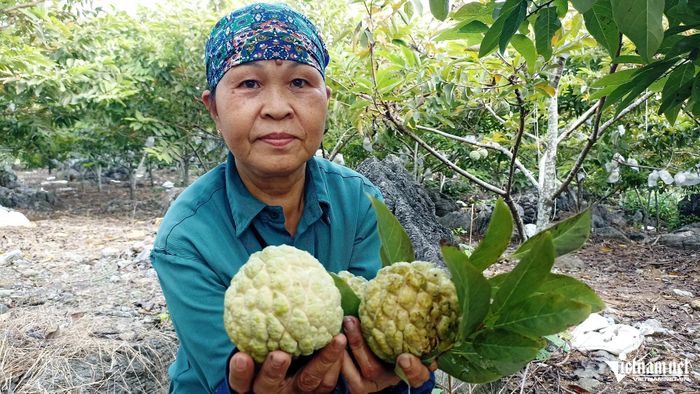 Na ở Phú Long là giống na dai, quả to đều và có vị ngon, ngọt đặc trưng với các vùng trồng na khác.