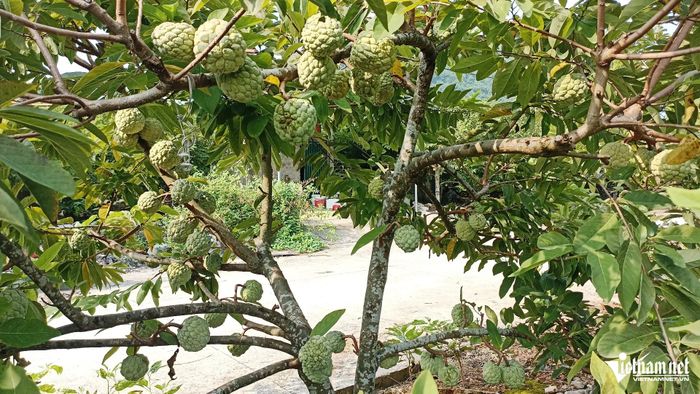Na ở Phú Long không chỉ thu hoạch một vụ như các địa phương khác mà còn có thể cho quả trái vụ. 