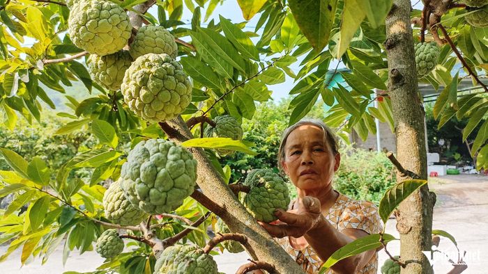 Người dân miền núi Phú Long thoát nghèo nhờ cây na đặc sản bén duyên với đất cằn cỗi.