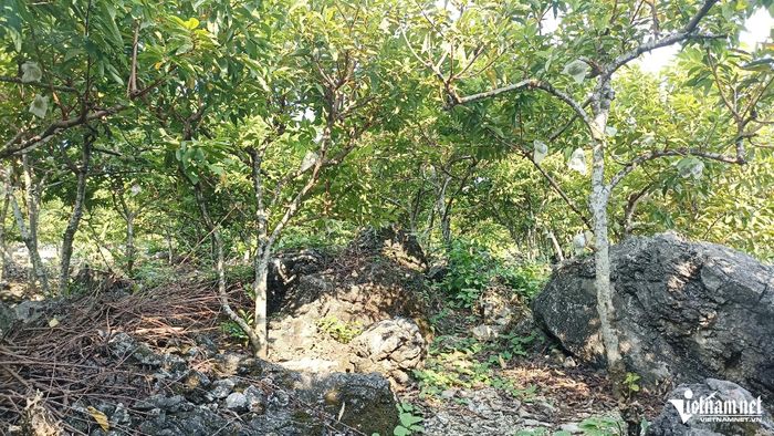 Do địa hình đồi núi dốc, nhiều đá, việc trồng các loại cây khác không mang lại hiệu quả kinh tế cao nên người dân chuyển sang trồng na