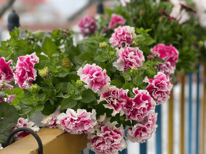 Hoa dạ yến thảo kép. Hoa dạ yến thảo vô cùng phong phú với nhiều giống lai tạo khác nhau, mang đến sự đa dạng về kích thước, hình dáng và màu sắc hoa. 