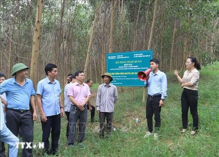 Tham quan mô hình trồng rừng đạt chứng chỉ FSC (Ảnh minh họa: Trịnh Duy Hưng/TTXVN)