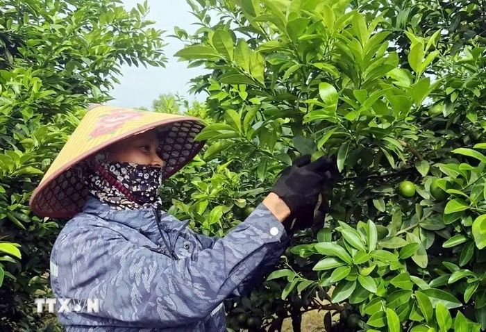 Người dân thôn Phú Lương, xã Bình Ca (Tuyên Quang) thu hoạch chanh. (Ảnh: Quang Cường/TTXVN)