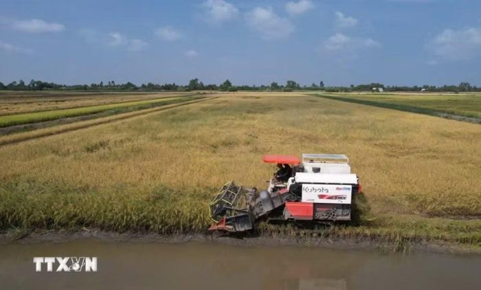 Nông dân Cà Mau ứng dụng cơ giới hóa trong thu hoạch lúa chất lượng cao và phát thải thấp. (Ảnh: TTXVN phát)