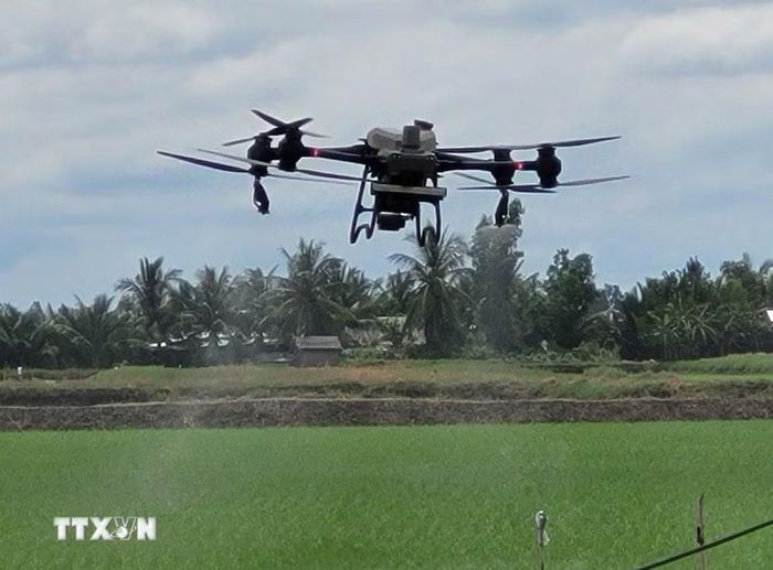 Sử dụng thiết bị bay không người lái trong khâu phun xịt thuốc bảo vệ thực vật cho lúa. (Ảnh: TTXVN phát)
