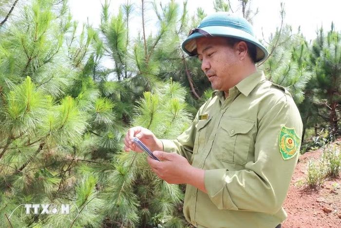 Cán bộ quản lý, bảo vệ rừng tại Khu bảo tồn thiên nhiên Nam Nung (tỉnh Lâm Đồng) ứng dụng phần mềm hỗ trợ trên điện thoại ghi nhận dữ liệu, theo dõi diễn biến rừng trong quá trình tuần tra. (Ảnh: Nguyễn Huy Thành/TTXVN)