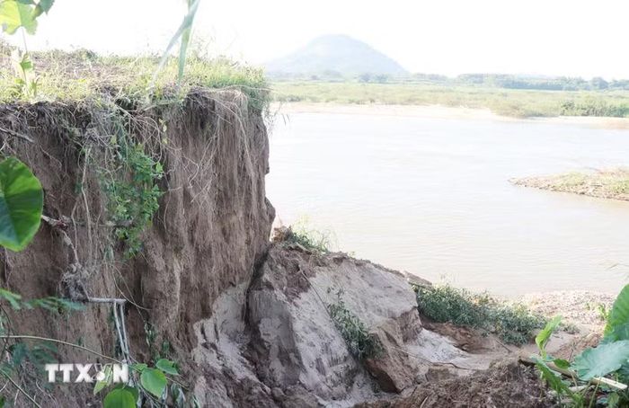 Sạt lở bờ sông Trà Khúc qua thôn An Lạc, xã Trà Giang cuốn trôi đất sản xuất của người dân. (Ảnh: Phạm Cường/TTXVN)