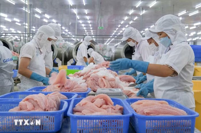 Chế biến cá tra xuất khẩu tại Công ty Cổ phần Caseamex, Khu công nghiệp Trà Nóc. (Ảnh: Thanh Liêm/TTXVN)