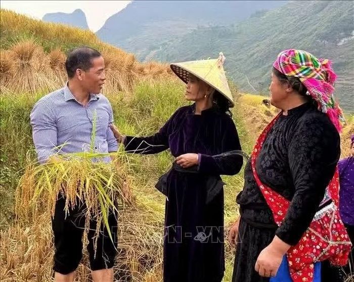 Lãnh đạo xã Lũng Cú cùng người dân thu hoạch lúa, đánh giá năng suất và hiệu quả các giống lúa đặc sản của địa phương trong vụ mùa năm 2026. Ảnh: TTXVN phát