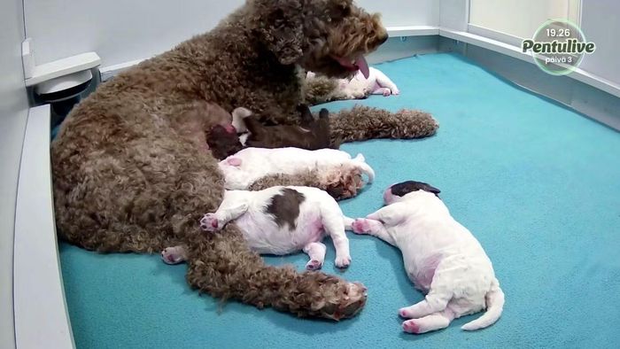 Hilkka và đàn chó con là những nhân vật chính trong chương trình “Pentulive” của Phần Lan. Ảnh chụp màn hình chương trình phát trực tiếp của Yle.