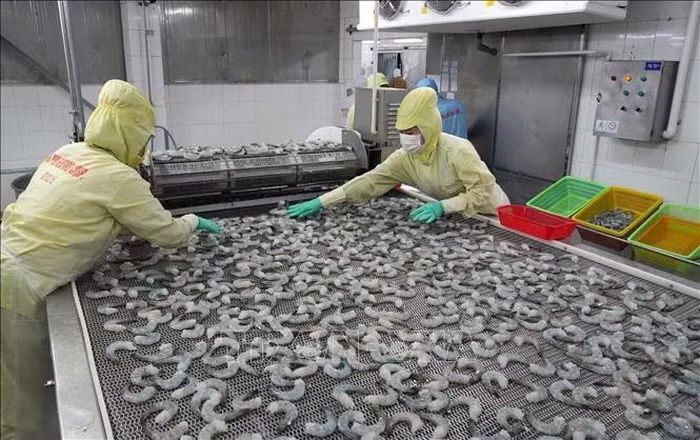 Xuất khẩu từ thủy sản của tỉnh Cà Mau trong 7 tháng đầu năm 2026 đạt hơn 1,3 tỷ USD. Ảnh minh họa: Trung Hiếu/TTXVN