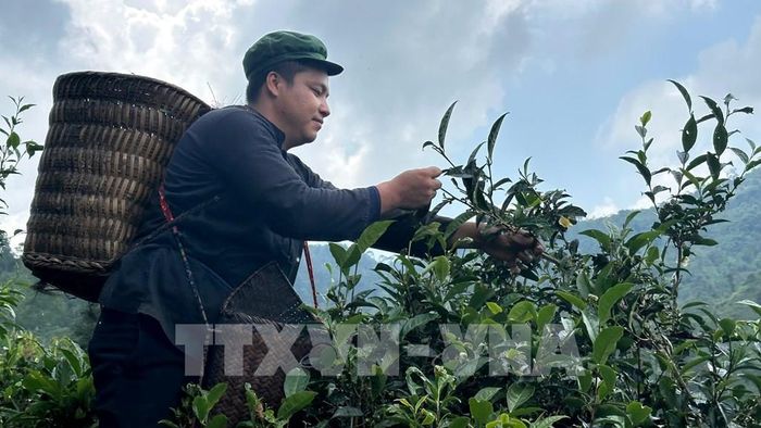 Bản Liền là điểm sáng của tỉnh Lào Cai trong sản xuất nông nghiệp hữu cơ với hàng nghìn ha chè Shan tuyết hữu cơ đạt chuẩn quốc tế (EU, Mỹ Nhật Bản) cùng diện tích quế, lúa nương đặc sản hữu cơ ngày càng được mở rộng. Ảnh: Hương Thu - TTXVN