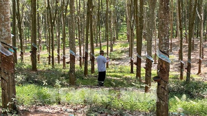 Bản đồ hỗ trợ các ngành hàng gỗ, cà phê và cao su xác định, đối chiếu thông tin về rừng, phục vụ chứng minh sản phẩm không liên quan đến mất rừng và suy thoái rừng. Ảnh minh họa: Công Phong - TTXVN