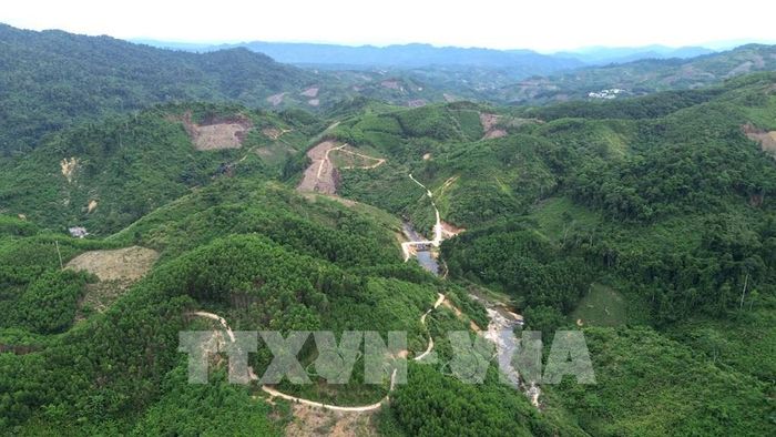 Trong 9 tháng năm 2026, xã Đắc Pring có tổng diện tích trồng rừng gỗ lớn, rừng sản xuất là 52,41 ha, đạt 131,025% kế hoạch. Ảnh: Quốc Dũng – TTXVN