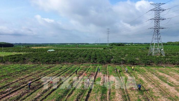 Vùng nguyên liệu mãng cầu (na) ven chân núi Bà Đen, tỉnh Tây Ninh. Ảnh: Giang Phương - TTXVN