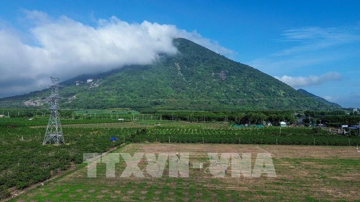 Vùng đất ven chân núi Bà Đen, tỉnh Tây Ninh có điều kiện thổ nhưỡng, khí hậu đặc trưng, là nơi trồng mãng cầu (na) – loại trái cây đặc sản gắn bó với người dân địa phương qua nhiều thế hệ. Ảnh: Giang Phương - TTXVN
