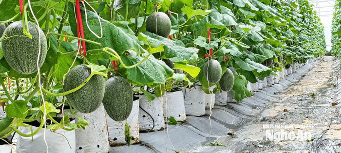 Mô hình nông nghiệp công nghệ cao của hội viên phụ nữ từng bước được hoàn thiện, góp phần nâng cao hiệu quả sản xuất và giá trị nông sản. Ảnh: T.P
