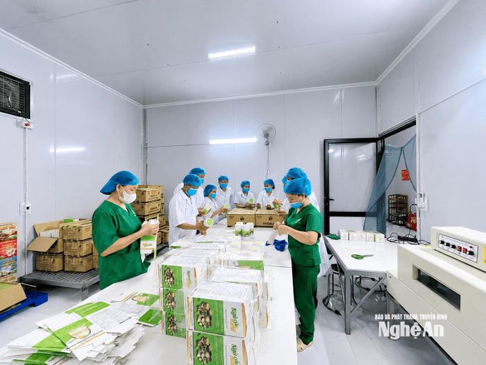 Chuỗi liên kết từ vùng nguyên liệu đến sản xuất, phân phối của chị Phan Thị Liên tạo việc làm cho hàng chục lao động thường xuyên và hàng trăm cộng tác viên trên cả nước. Ảnh: T.P