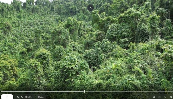 Ảnh hiện trạng rừng khu vực không bị tác động. Dây leo bao trùm hỗn độn. Ảnh: Luật sư cung cấp