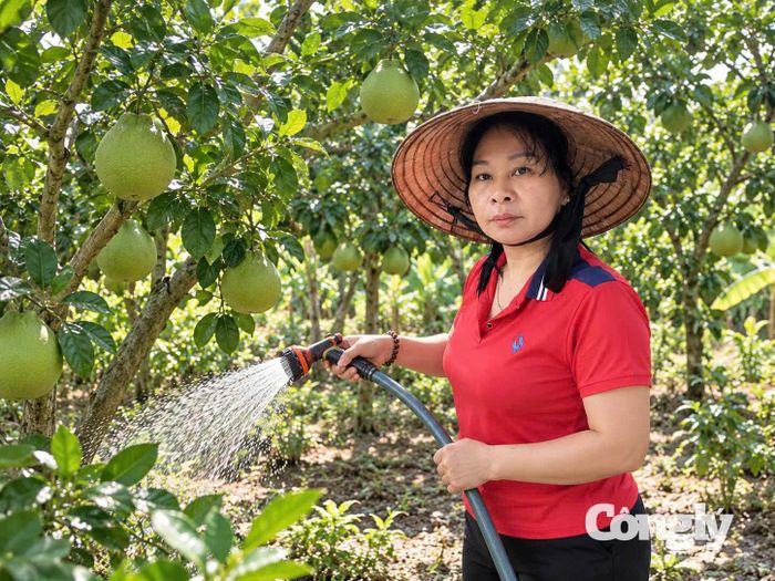 Thẩm phán Trần Thị Ngọc Dung chăm sóc vườn bưởi của gia đình sau những giờ làm việc tại Tòa án.