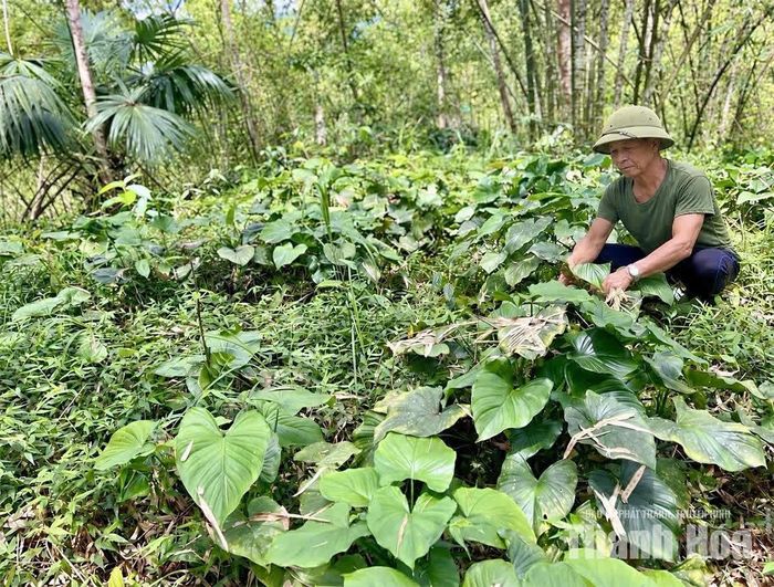 Ông Hoàng Văn Lại chăm sóc cây thiên niên kiện. Ảnh: Trần Hằng