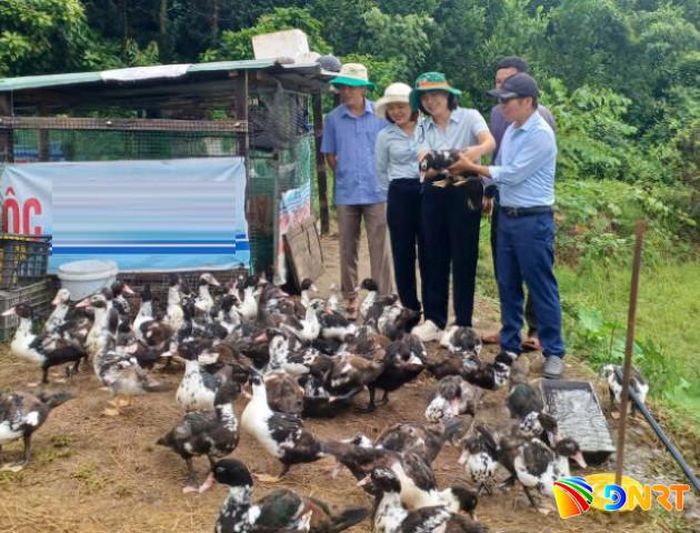 Mô hình nuôi ngan nội (vịt xiêm) thương phẩm theo hướng an toàn sinh học giúp nhiều hộ dân phát triển kinh tế. Ảnh: HOÀNG LIÊN