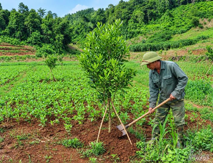 Người dân bản Ta Pao, xã Mường Mùn chăm sóc cây mắc ca trên diện tích chuyển đổi từ đất lúa nương.