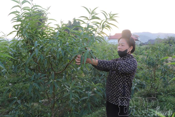 Chị Lò Thị Nương, bản Bó, xã Thanh Nưa chuyển đổi đất kém hiệu quả sang trồng đào.