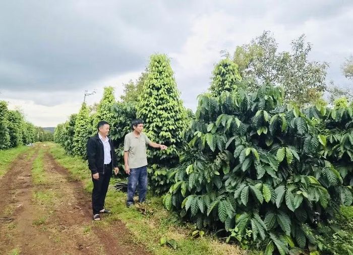 Nhờ nguồn vốn từ Quỹ tín dụng nhân dân Kon Dơng, ông Nguyễn Đình Toản (bên phải, xã Mang Yang) có điều kiện đầu tư sản xuất. Ảnh: Hồng Thương