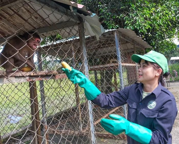  Chú khỉ mặt đỏ được cứu sống sau ca phẫu thuật cắt cụt một chi trước, lập tức đòi ăn khi nhìn thấy “mẹ” Mã Thị Uyên. Ảnh: Hoàng Ngọc 