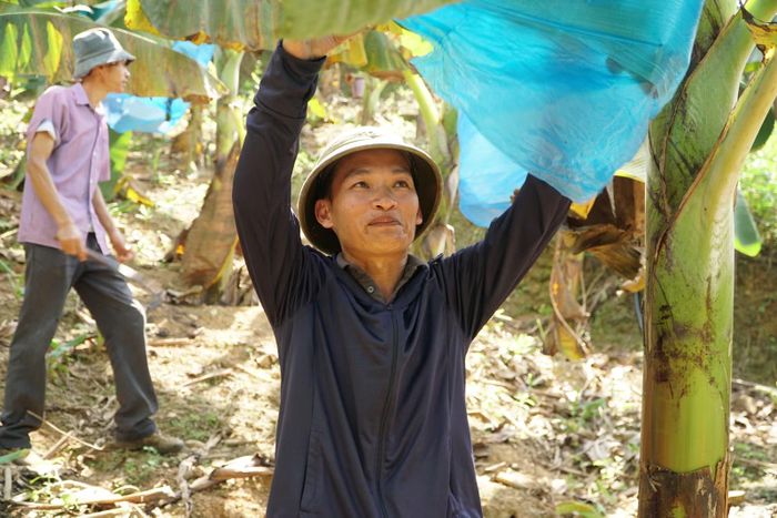 Mô hình trồng chuối không sử dụng thuốc bảo vệ thực vật ở Pha Long mở ra hướng phát triển kinh tế phù hợp với điều kiện địa phương.