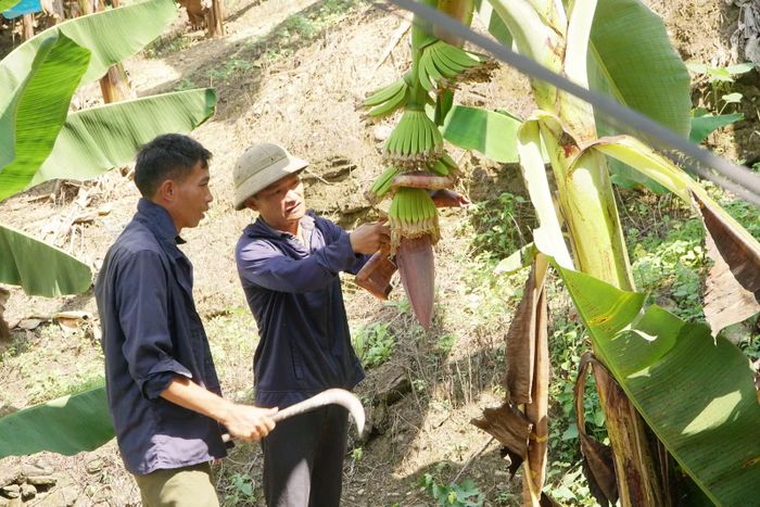 Nông dân Pha Long chăm sóc chuối.