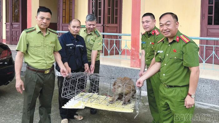 Người dân tự nguyện giao nộp cá thể khỉ cho lực lượng chức năng chăm sóc, tái thả môi trường tự nhiên.