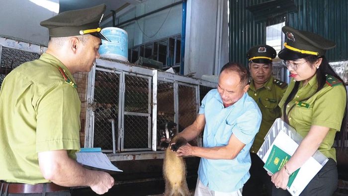 Hiện, trên địa bàn Hạt kiểm lâm khu vực Nghĩa Lộ quản lý có 32 cơ sở nuôi nhốt cá thể động vật rừng của hộ gia đình, cá nhân được quản lý.