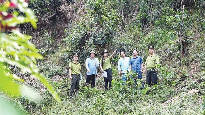 Cán bộ Hạt Kiểm lâm khu vực Nghĩa Lộ cùng người dân thường xuyên tuần tra rừng.