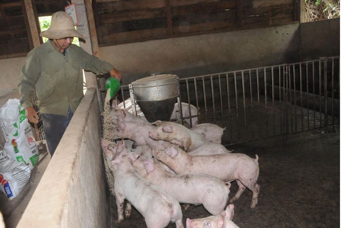 Không chỉ trang trại có quy mô lớn, chăn nuôi hộ gia đình cũng là nguy cơ ô nhiễm môi trường tại các khu dân cư