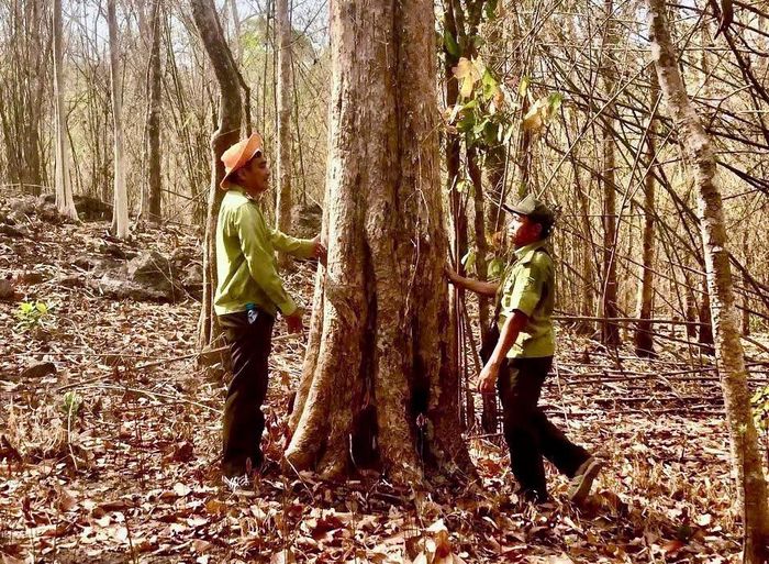 Kiểm tra đánh giá cây gỗ lớn trong quá trình khảo sát tài nguyên rừng