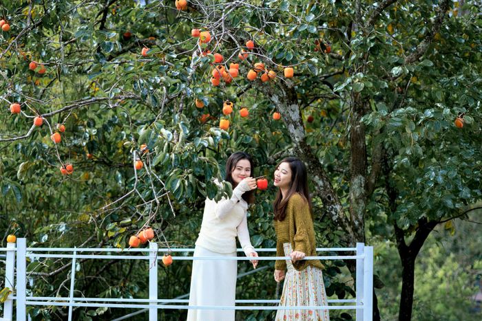 Mùa hồng nhuộm sắc cam đỏ trên những triền đồi, góp thêm nét duyên cho Đà Lạt những ngày thu