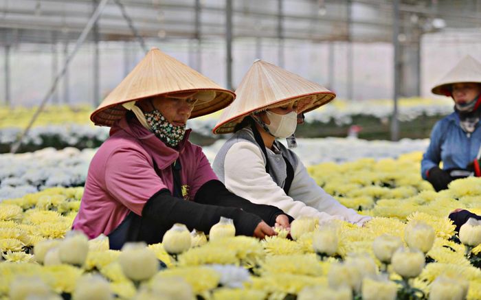 Việc giới thiệu giống mới, kỹ thuật canh tác và xu hướng nghệ thuật hoa góp phần nâng cao giá trị sản phẩm, tăng sức hấp dẫn của hoa Đà Lạt
