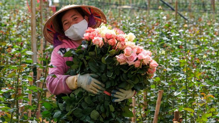 Nông dân thu hoạch hoa hồng dưới chân núi phường Lang Biang - Đà Lạt