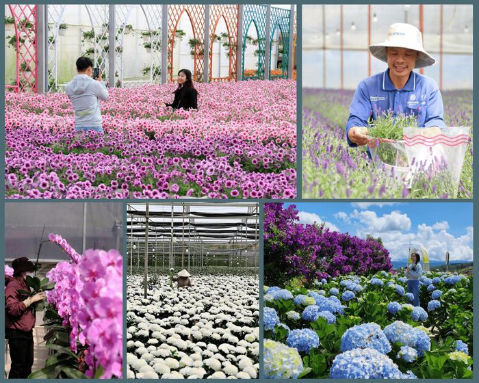 Sắc hoa Đà Lạt khoe vẻ đẹp rực rỡ qua những vườn hoa ngát hương, bàn tay cần mẫn của người trồng hoa và những khoảnh khắc trải nghiệm đáng nhớ của du khách