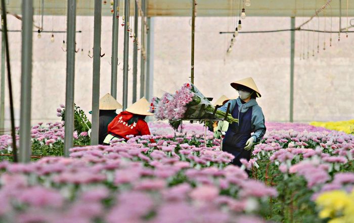 Quy trình thu hoạch, sơ chế, đóng gói và bảo quản hoa Đà Lạt góp phần duy trì chất lượng hoa, đáp ứng yêu cầu ngày càng cao của thị trường. (Ảnh Chính Thành)