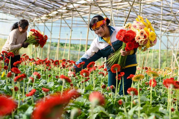 Người dân cùng trồng, chăm sóc và giữ gìn hoa, góp phần để những sắc hoa hiện diện quanh năm, xứng đáng với thương hiệu Đà Lạt 4 mùa hoa