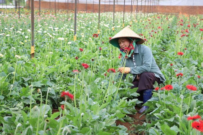 Festival Hoa Đà Lạt là cơ hội để người nông dân giới thiệu chính những sản phẩm mình làm ra