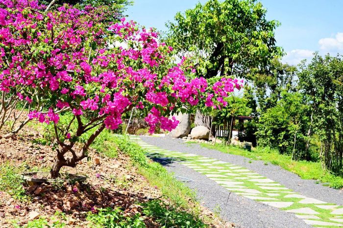 Chiến dịch “Người người trồng hoa, nhà nhà trồng hoa, cây xanh” đang được triển khai rộng khắp