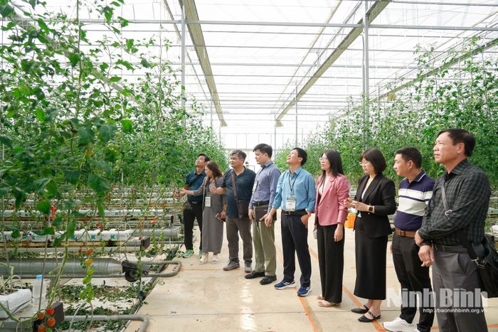 Đoàn công tác khảo sát thực tế trang trại cà chua của anh Park Se-keun tại thành phố Asan (Hàn Quốc).