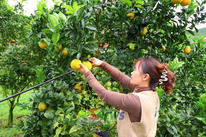 Thành viên HTX Cây ăn quả an toàn Bản Ôn, phường Vân Sơn thu hái cam.