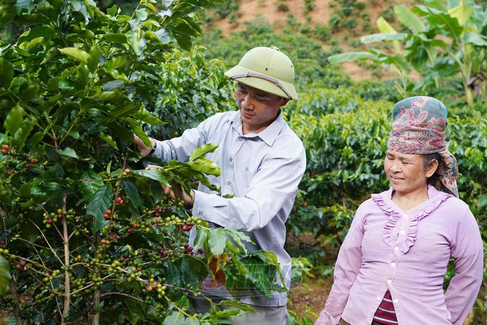 Cán bộ khuyến nông xã Long Hẹ trao đổi kinh nghiệm chăm sóc cà phê với nông dân.