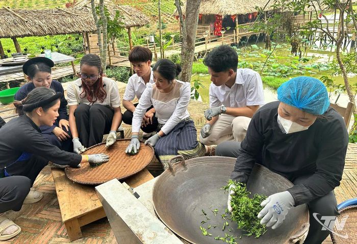 Các lưu học sinh quốc tế hào hứng với công đoạn sao, vò chè tại xã Hợp Thành.